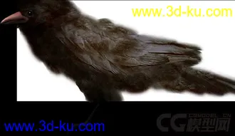 各种鸟类模型的图片