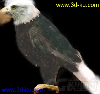 各种鸟类模型的图片