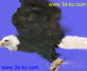 各种鸟类模型的图片