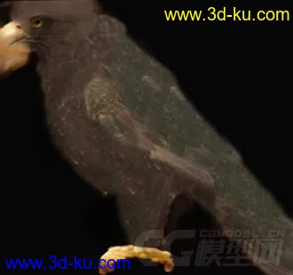 各种鸟类模型的图片
