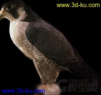 各种鸟类模型的图片