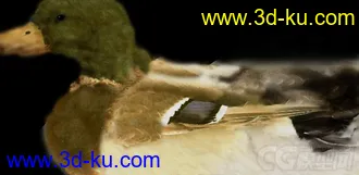 各种鸟类模型的图片