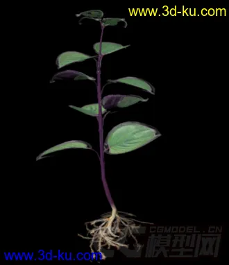 3D植物模型——紫苏（苏子叶）的图片
