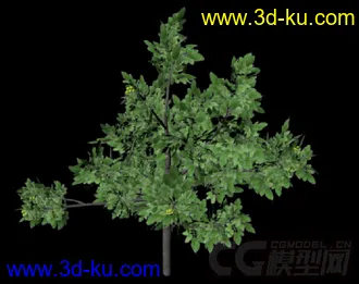 3D植物模型——核桃树的图片