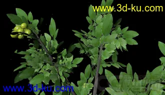 3D植物模型——核桃树的图片