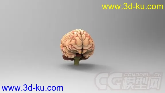 人大脑模型的图片1