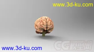 3D打印模型人大脑的图片