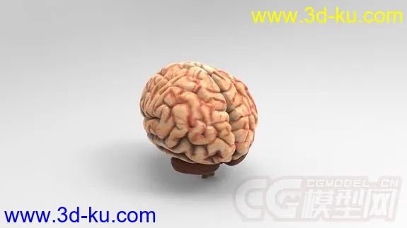 人大脑模型的图片2