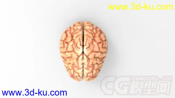 人大脑模型的图片3
