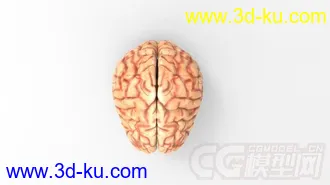 3D打印模型人大脑的图片