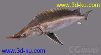 3D打印模型鲟鱼 Sturgeon的图片