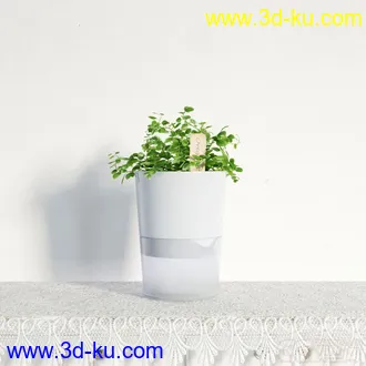 盆栽，高精模型，写实的图片