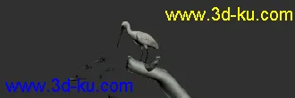 3D打印模型白鹭吃鱼（有动画）-鸟的图片
