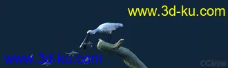 3D打印模型白鹭吃鱼（有动画）-鸟的图片