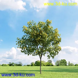 3D打印模型高精细树木34棵的图片
