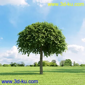 3D打印模型高精细树木34棵的图片