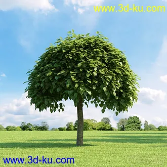 3D打印模型高精细树木34棵的图片