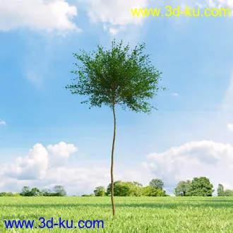 3D打印模型高精细树木34棵的图片
