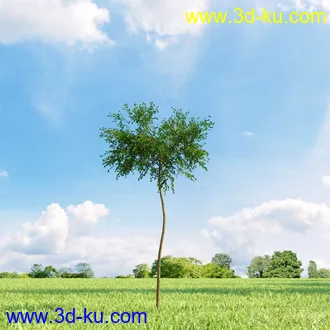 3D打印模型高精细树木34棵的图片