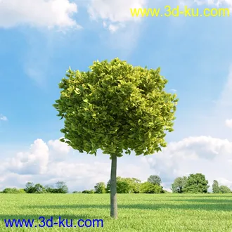 3D打印模型高精细树木34棵的图片
