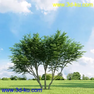 3D打印模型高精细树木34棵的图片