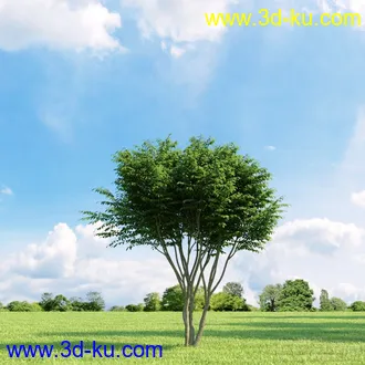 3D打印模型高精细树木34棵的图片