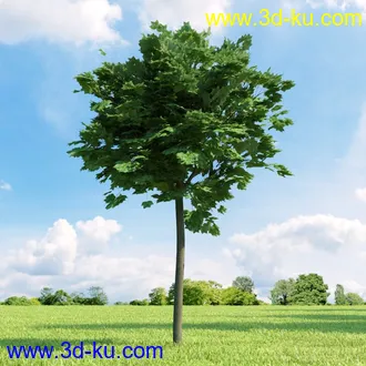 3D打印模型高精细树木34棵的图片