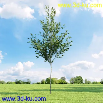 3D打印模型高精细树木34棵的图片