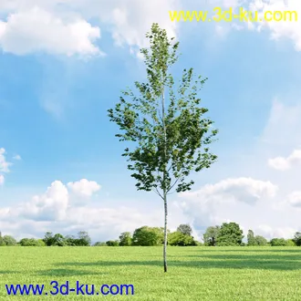 3D打印模型高精细树木34棵的图片
