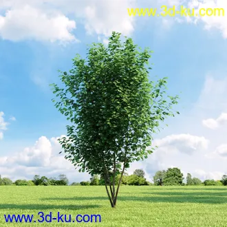 3D打印模型高精细树木34棵的图片