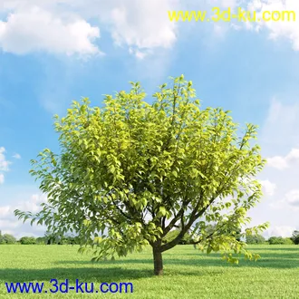 3D打印模型高精细树木34棵的图片