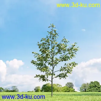3D打印模型高精细树木34棵的图片