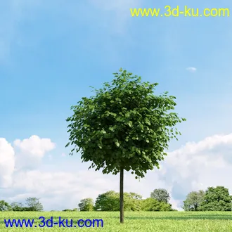 3D打印模型高精细树木34棵的图片