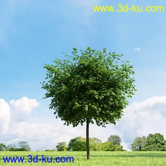 3D打印模型高精细树木34棵的图片