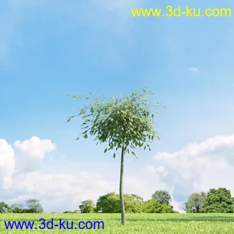 3D打印模型高精细树木34棵的图片