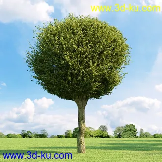 3D打印模型高精细树木34棵的图片