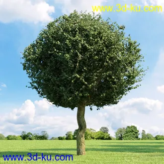 3D打印模型高精细树木34棵的图片