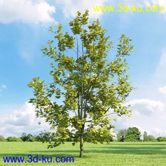 3D打印模型高精细树木34棵的图片