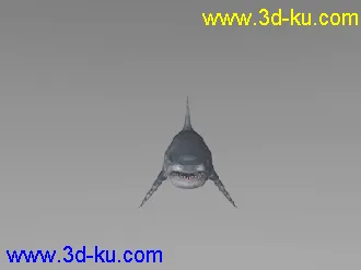 鲨鱼 c4d模型 带绑定动画的图片