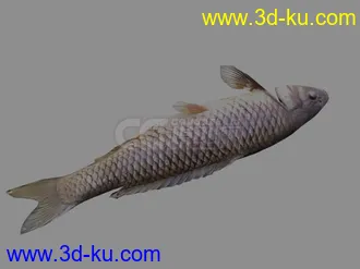 3D打印模型鱼，一条死鱼。的图片