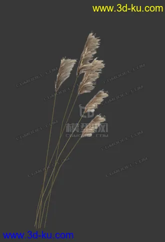 3D打印模型低模小芦苇的图片
