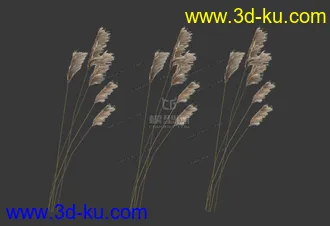 3D打印模型低模小芦苇的图片