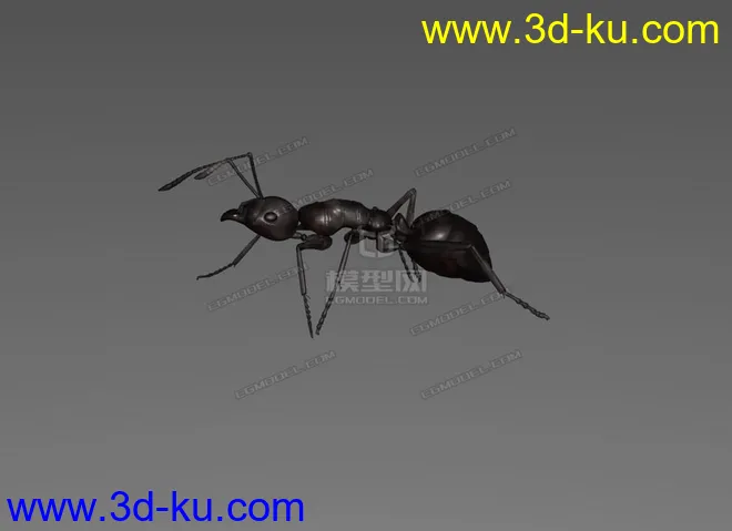 蚂蚁 C4D模型  ant的图片1