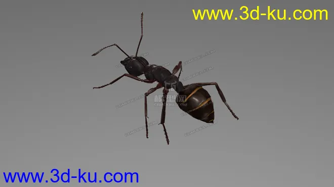 蚂蚁 C4D模型  ant的图片2