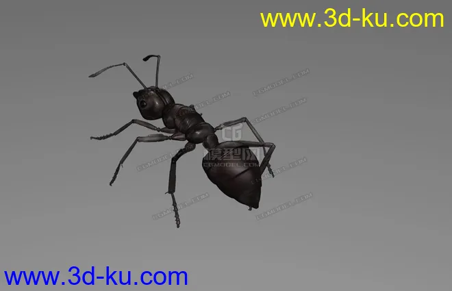 蚂蚁 C4D模型  ant的图片3