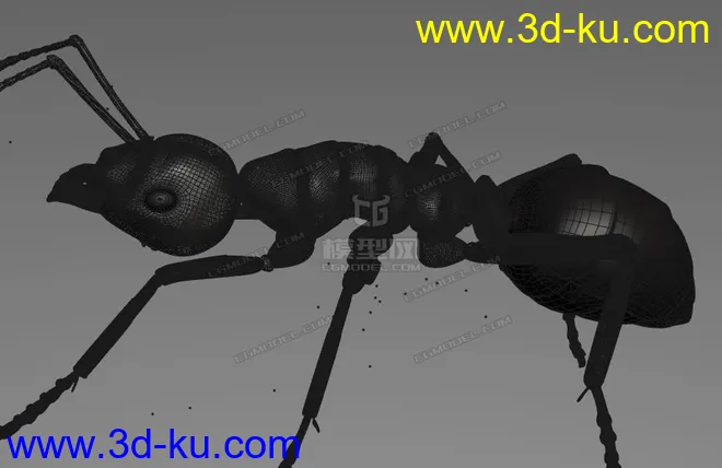 蚂蚁 C4D模型  ant的图片4