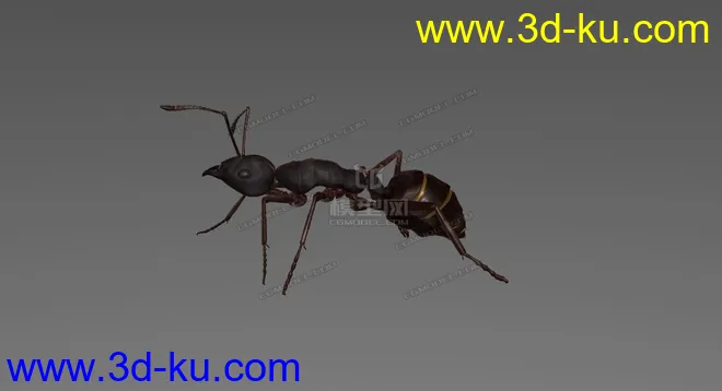 蚂蚁 C4D模型  ant的图片5