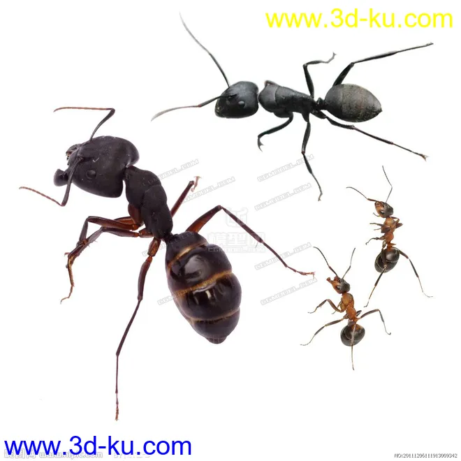 蚂蚁 C4D模型  ant的图片6