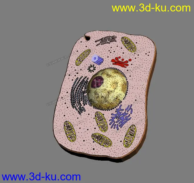 各种细胞模型的图片1