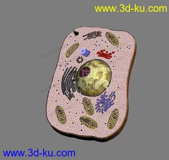 3D打印模型各种细胞的图片